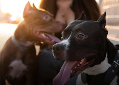 ¿Cuáles son las tres razas de perros más caras de mantener?