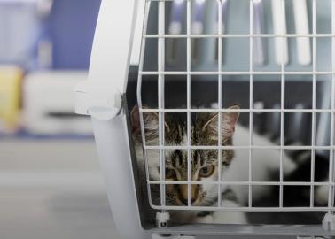 ¿Se puede viajar con gatos de apoyo emocional en avión?