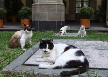 Por orden de AMLO, gatos de Palacio Nacional tendrán presupuesto de alimentación y cuidados