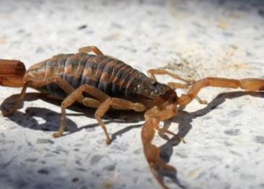 Temporada de alacranes en México, ¿Cómo ahuyentarlos de tu casa para evitar picaduras?