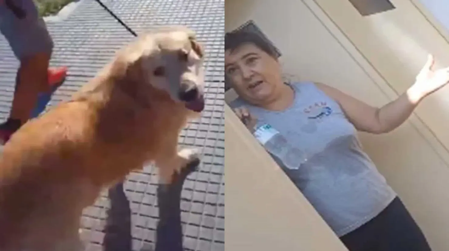 VIDEO | Mujer lleva a su perro a una carnicería y pide que lo sacrifiquen para comérselo