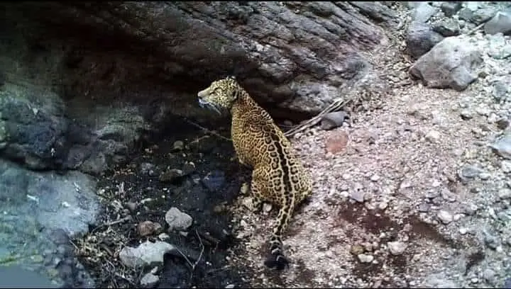 Inicia Censo del Jaguar; se incluyó a Álamos