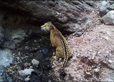 Inicia Censo del Jaguar; se incluyó a Álamos