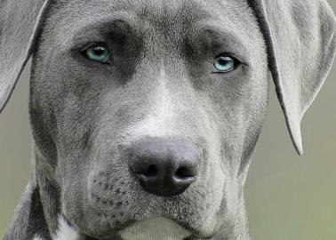 Así puedes proteger a tu mascota de las garrapatas en tiempo de calor