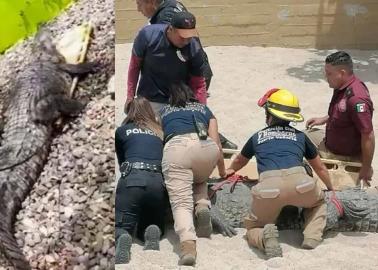 VIDEO | Capturan a enorme cocodrilo de 250 kilogramos en Puerto Vallarta