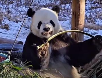 VIDEO | Panda enseña los dientes al romper bambú; esta es la razón