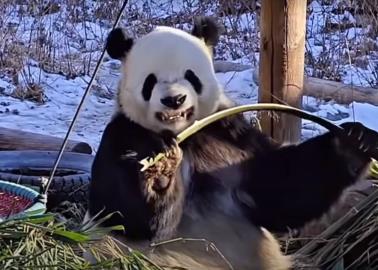 VIDEO | Panda enseña los dientes al romper bambú; esta es la razón