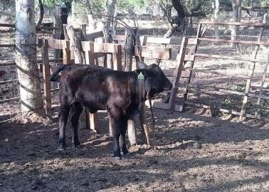 Ganaderos en crisis claman por apoyos