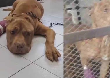 VIDEO | Así se encuentra Max, el perro que defendió a su dueña en linchamiento en Taxco
