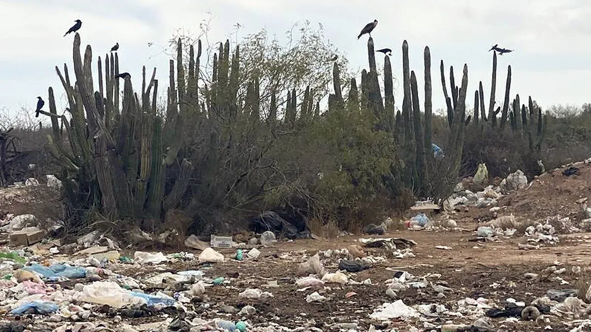 Contaminan pitahayales