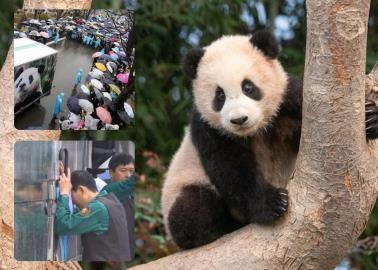 VIDEO | Despiden entre lágrimas a Fu Bao, la primera panda nacida en Corea del Sur