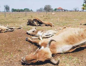 Por sequía hay mortandad de ganado
