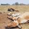 Por sequía hay mortandad de ganado