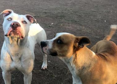 Sancionarán a dueños de perros "callejeros"