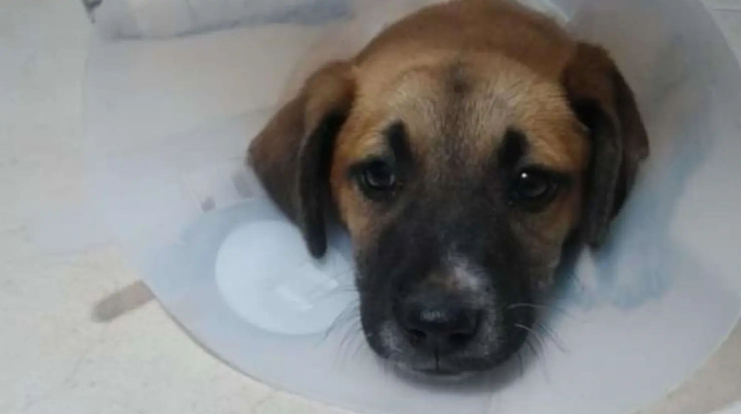 Animalistas piden no abandonar a mascotas con discapacidad