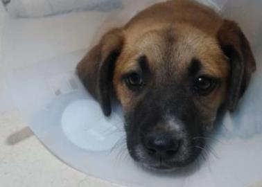 Animalistas piden no abandonar a mascotas con discapacidad Animalistas piden no abandonar a mascotas con discapacidad