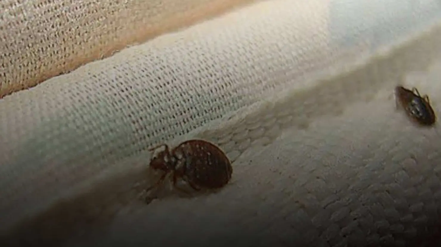 ¿Sabes por qué hay chinches en tu casa? Aquí te decimos