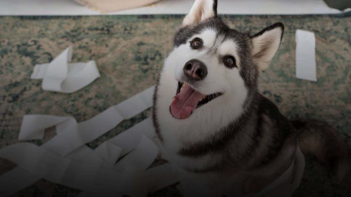 Esto es lo que debes hacer si tu perro ladra mucho, según especialistas Esto es lo que debes hacer si tu perro ladra mucho, según especialistas
