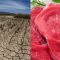 Sequía en México pone en riesgo la producción de carne