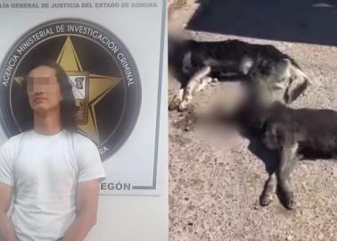 Detienen a maestro de karate por maltrato animal en Ciudad Obregón