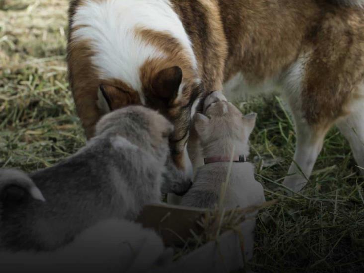 algunos perros tienen mejor sentido del olfato que otros