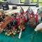 Artesanías de Mayos de Sonora son expuestas en Tianguis Turístico Nacional en Guerrero