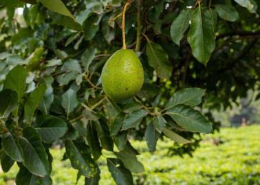 ¿Cuánto tiempo tarda un árbol de aguacates en dar frutos?