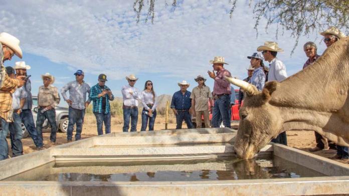 Garantizado el abasto de agua para ganado Garantizado el abasto de agua para ganado