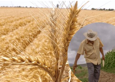 Productores de Sonora no descartan movilizaciones si no obtienen respuesta de autoridades