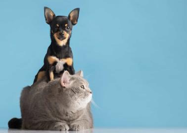 ¿Tienes mascotas? Estos son algunos consejos para evitar las pulgas en tu hogar