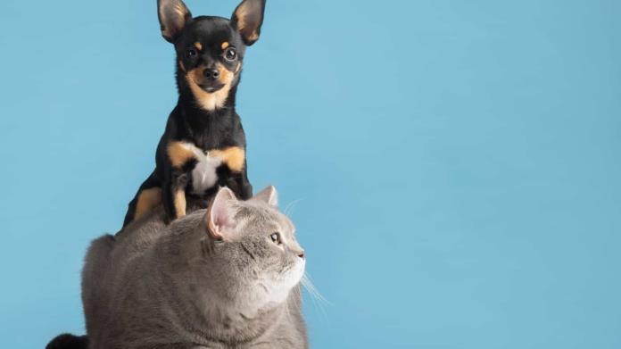¿Tienes mascotas? Estos son algunos consejos para evitar las pulgas en tu hogar
