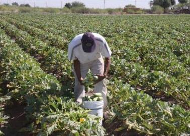 Por sequía, es incierto el panorama para los horticultores del Mayo