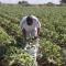 Por sequía, es incierto el panorama para los horticultores del Mayo