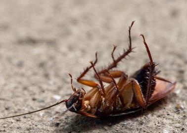 Llega el calor y la temporada de cucarachas, ¿qué colocar en la entrada de la casa para evitar plagas?