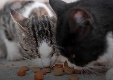 ¿Tiene consecuencias que tu gato coma comida para perros? Aquí te decimos