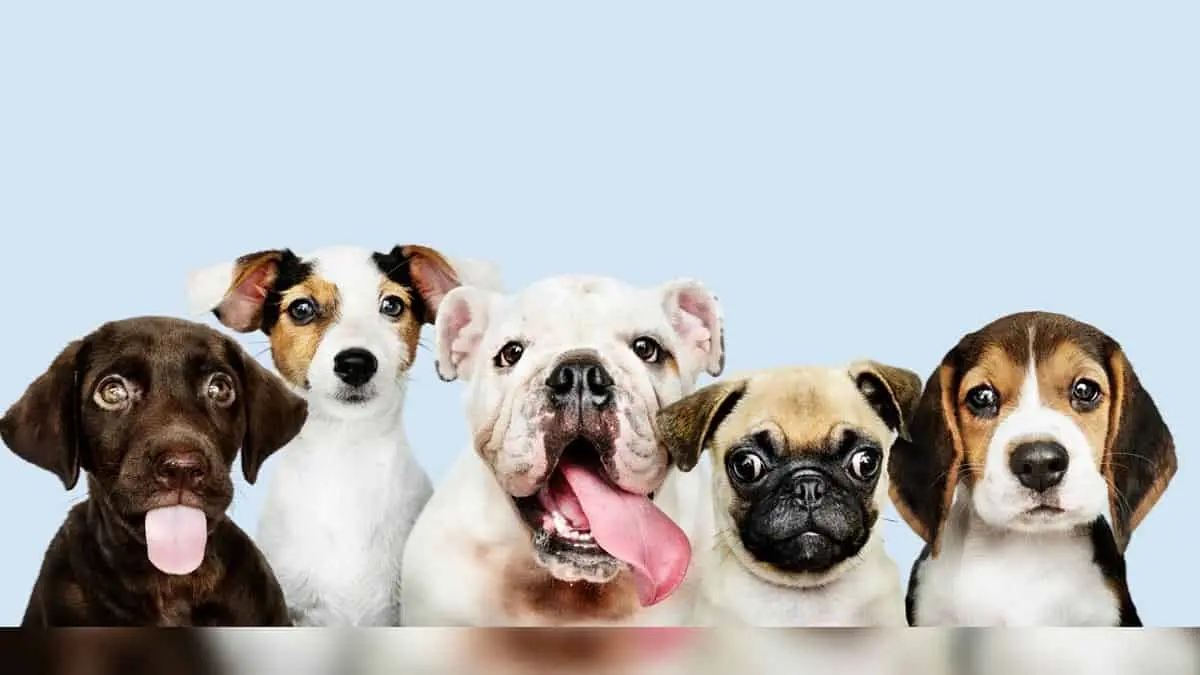 Los perros tienen este "superpoder", recientemente fue descubierto y así funciona