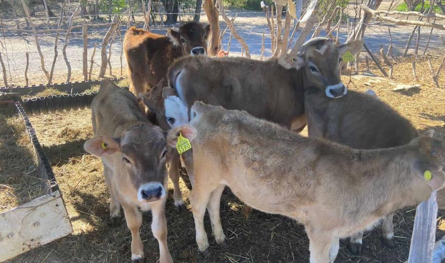 En Navojoa aumenta el riesgo de robo de ganado