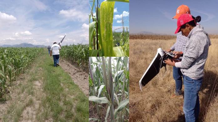 La Secretaria de Agricultura ofrece empleo con sueldo de más de 150 mil pesos mensuales La Secretaria de Agricultura ofrece empleo con sueldo de más de 150 mil pesos mensuales