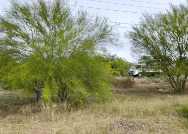 Frenan deforestación en carretera a Huatabampo