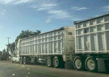 Exportarán trigo del VY a Argelia