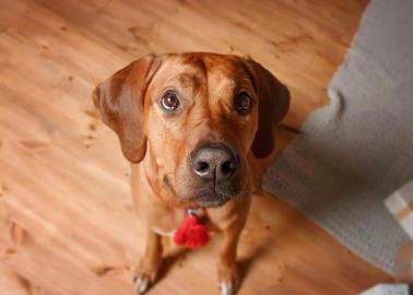 La influencia positiva de las mascotas en nuestra salud mental