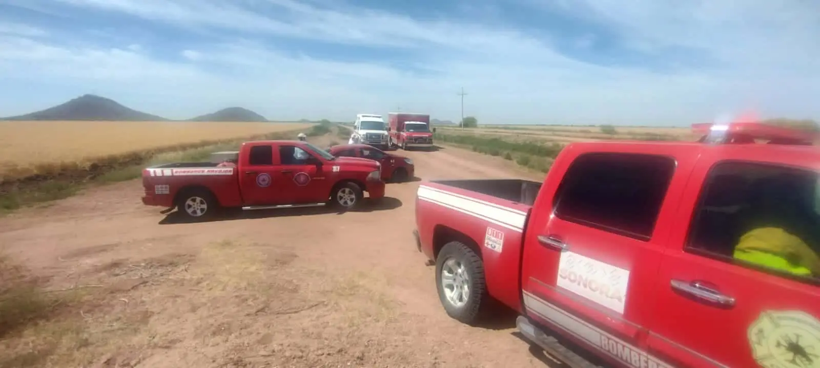 Adulto mayor pierde la vida por ataque de abejas en Etchojoa