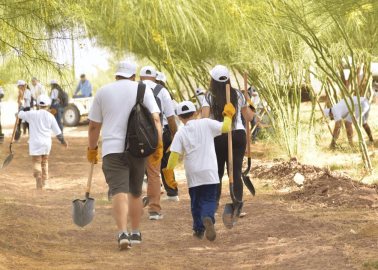 Afecta sequía la reforestación