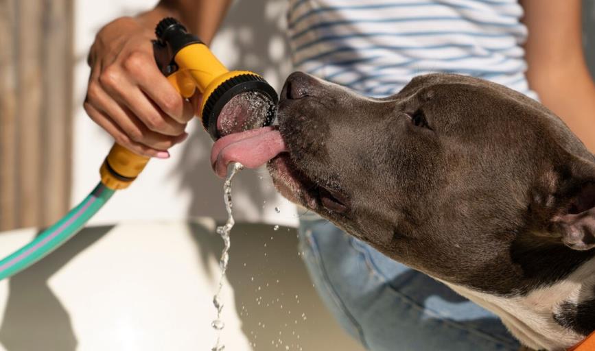 Mascotas: Consejos para proteger a los perros del calor