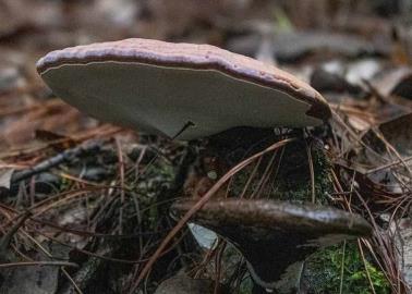 Estudia Chapingo propiedades nutracéuticas de hongos comestibles