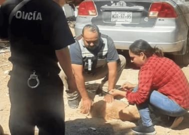 Llaman a evitar maltrato animal