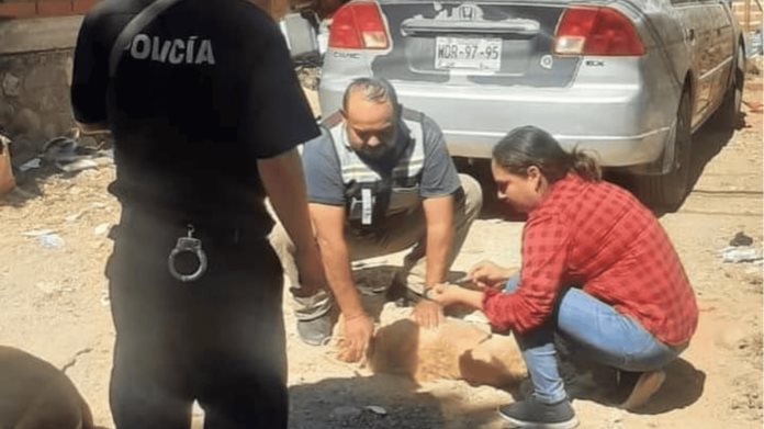 Llaman a evitar maltrato animal Llaman a evitar maltrato animal