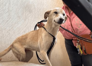 Rescatan a perrita de crueldad animal