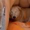 Rirry, perrito que fue agredido en Sonora, logra recuperarse y encuentra nuevo hogar