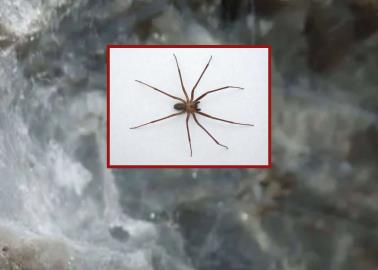 ¡Toma nota! Así puedes identificar la telaraña de las arañas violinistas